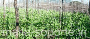 HORTOMALLAS Malla Para Soporte Agricola HORTOMALLAS malla para soporte agricola, ejote, envarado de hortalizas, malla para entutorar, envarado, entutorado, rafia, malla espaldera, malla tutora, malla para entutorar, hortalizas, cultivo de pimientos, cultivo de tomates, rafia, pita